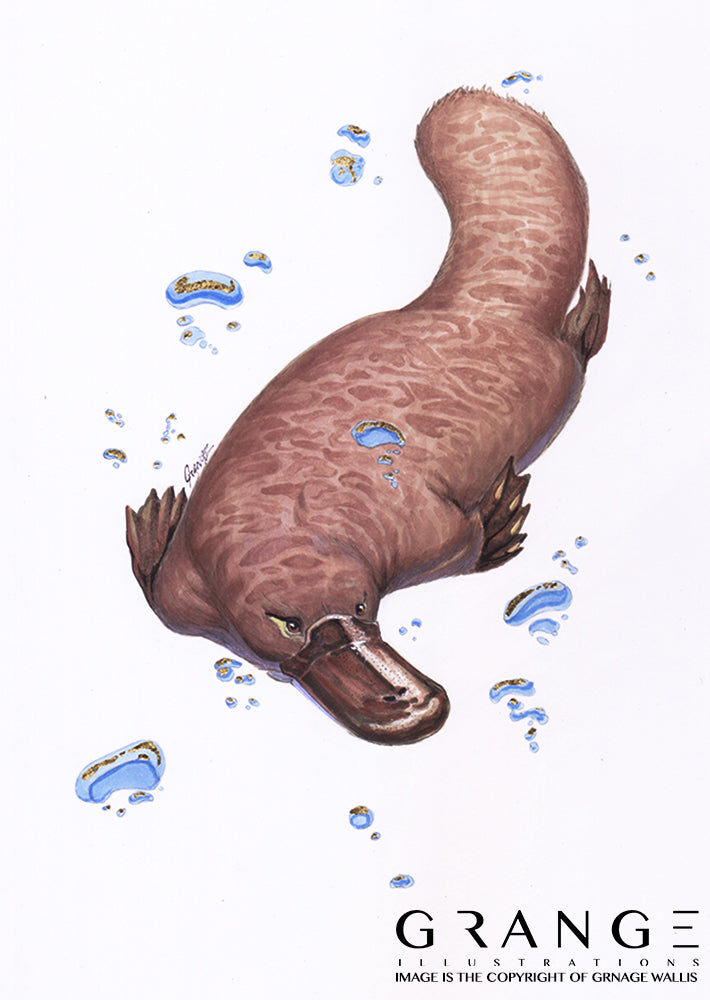 Platypus & Their Precious Rivers (Original Art)